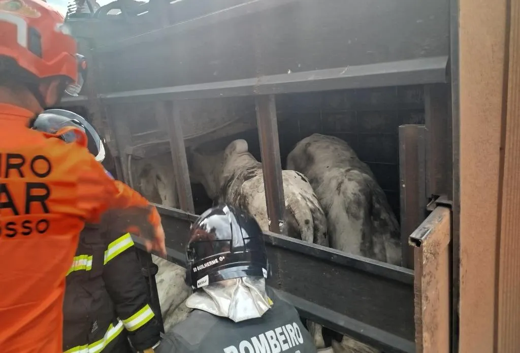 Resgate de gado mobiliza bombeiros na MT-325