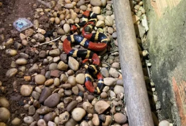 Corpo de Bombeiros resgata cobra coral em Alta Floresta