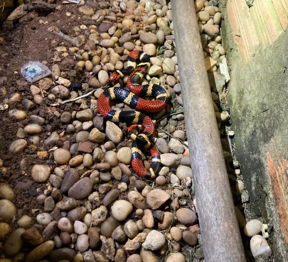 Corpo de Bombeiros resgata cobra coral em Alta Floresta