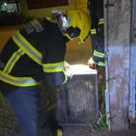 Cães soltos são resgatados em Campo Verde