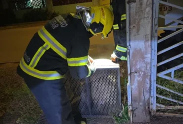 Cães soltos são resgatados em Campo Verde