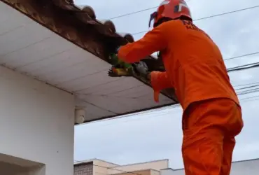 Resgate de animais silvestres mobiliza bombeiros em MT
