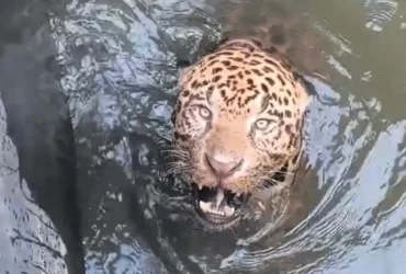 Onça-pintada resgatada em canal de usina em MT