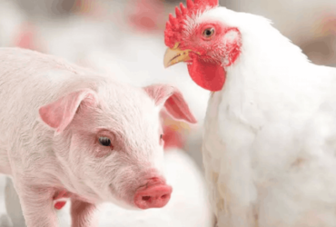 Custos de produção de suínos caem e frango fica estável em fevereiro