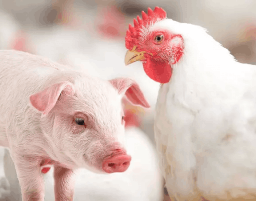 Custos de produção de suínos caem e frango fica estável em fevereiro