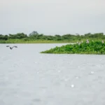 Pesquisas da UFMT revelam presença de microplásticos nos rios do Pantanal