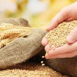 Dólar em alta e clima nos EUA fazem preço do trigo reagir no Brasil