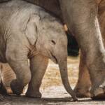 Dia do Circo 2026 reforça o adeus aos animais em espetáculos no Brasil