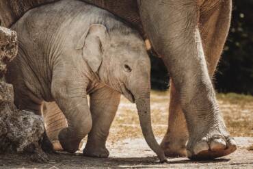 Elefante