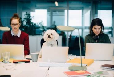 Empresas incorporam pets a rotina corporativa Divulgacao -CenárioMT