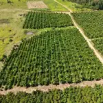 Rota do Café leva tecnologia a produtores de Colniza