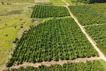 Rota do Café leva tecnologia a produtores de Colniza