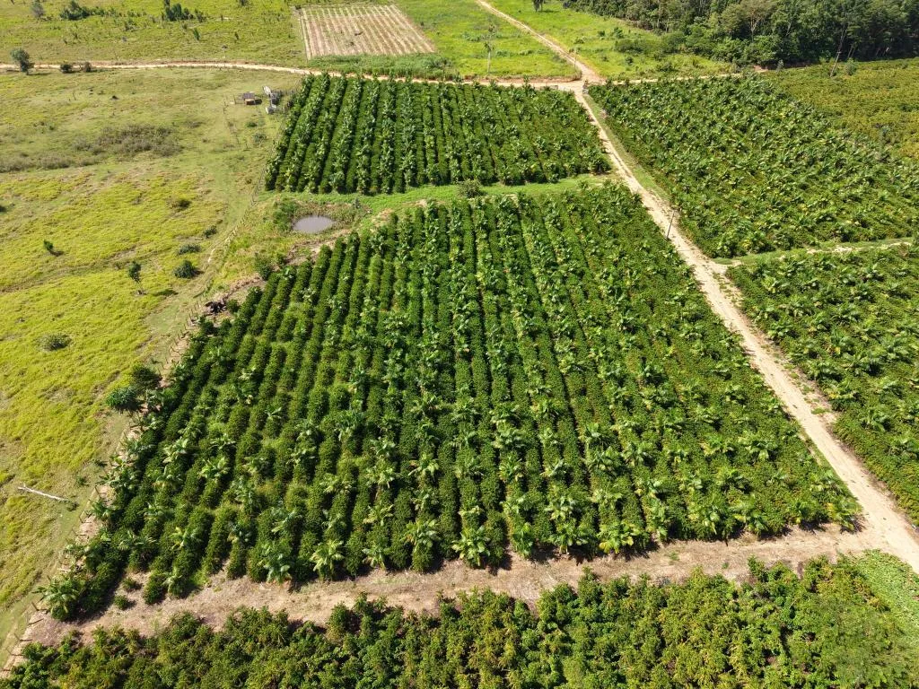 Rota do Café leva tecnologia a produtores de Colniza
