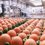 Exportações de ovos do Brasil atingem maior volume para fevereiro em mais de uma década
