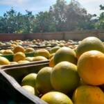 Exportações de suco de laranja à União Europeia desaceleram em fevereiro