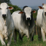 Exportações recordes sustentam preço do boi gordo no Brasil em 2026