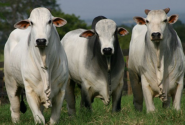 Exportações recordes sustentam preço do boi gordo no Brasil em 2026