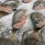 Cuiabá comercializou pescado com preço fixo em 13 pontos da capital