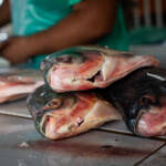 Feira Peixe Santo 2026: Cuiabá abre inscrições para venda de pescado com preço fixado em R$ 25
