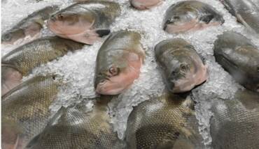 Feira Peixe Santo 2026