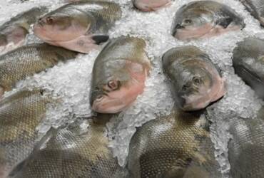Feira Peixe Santo 2026