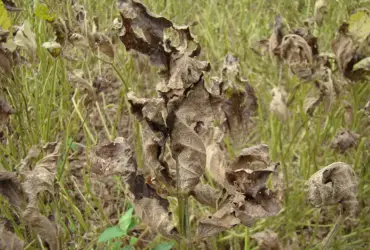 Ferramenta digital orienta produtores no controle da ferrugem asiática da soja