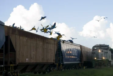 Workshop em Mato Grosso reúne autoridades e especialistas para discutir aplicações práticas da legislação em projetos de infraestrutura