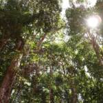 Setor de base florestal impulsiona economia e preservação ambiental em Mato Grosso, destaca entidade