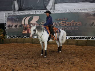 Leilão de cavalos apresenta mais de 30 lotes