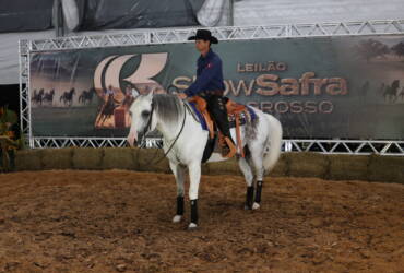 Leilão de cavalos apresenta mais de 30 lotes