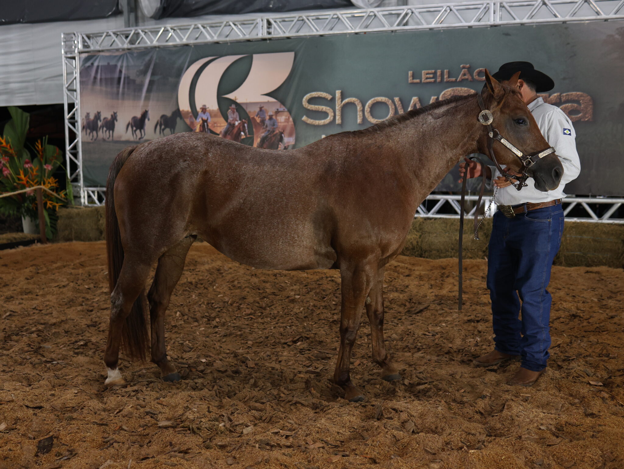 Show Safra Pecuária: Leilão de cavalos apresenta mais de 30 lotes