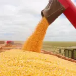 Indicador do milho segue em alta e opera acima dos R$ 70/sc