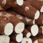 Chuvas irregulares limitam colheita e elevam preços da mandioca