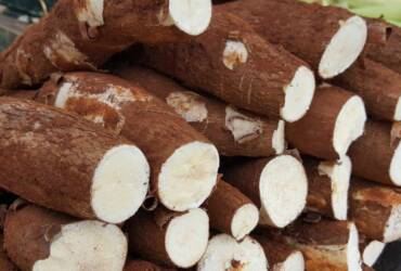 Chuvas irregulares limitam colheita e elevam preços da mandioca