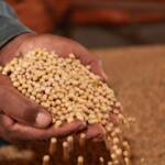 Margem de esmagamento da soja avança com valorização dos derivados