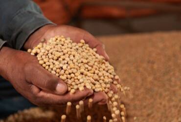 Margem de esmagamento da soja avança com valorização dos derivados