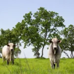 Abate de bovinos mantém Mato Grosso na liderança