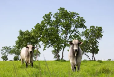 Abate de bovinos mantém Mato Grosso na liderança