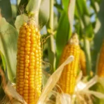 Menor oferta no mercado spot eleva preços do milho no Brasil