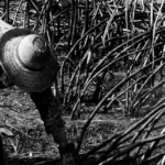 Ministério do Trabalho e Polícia Federal fecham carvoaria com trabalho escravo no sul de Mato Grosso