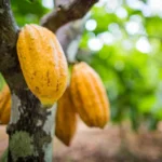 Nova regra reduz prazo para importação de cacau e busca proteger produtores brasileiros