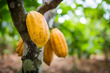 Nova regra reduz prazo para importação de cacau e busca proteger produtores brasileiros