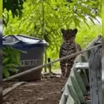 Pescador dá de cara com onça-pintada no Pantanal; Encontro de tirar o fôlego:
