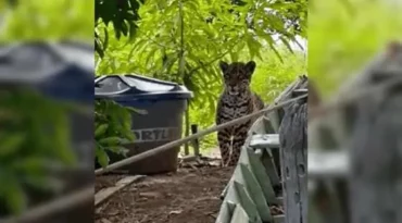 Cena impressionante reforça a beleza e o respeito que cercam a maior felina das Américas em um dos biomas mais ricos do planeta