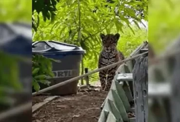 Cena impressionante reforça a beleza e o respeito que cercam a maior felina das Américas em um dos biomas mais ricos do planeta