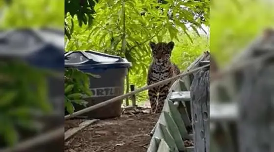 Cena impressionante reforça a beleza e o respeito que cercam a maior felina das Américas em um dos biomas mais ricos do planeta