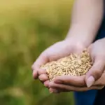 Oferta restrita e alta do diesel pressionam mercado de arroz no Rio Grande do Sul