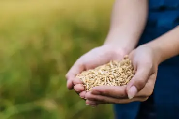 Oferta restrita e alta do diesel pressionam mercado de arroz no Rio Grande do Sul