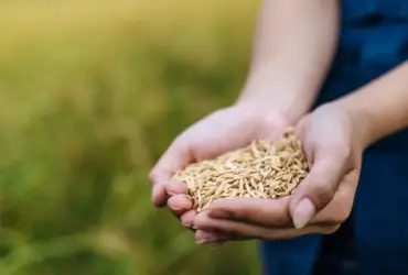 Oferta restrita e alta do diesel pressionam mercado de arroz no Rio Grande do Sul