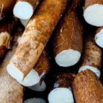 Oferta restrita sustenta alta da mandioca e preços atingem maior nível desde novembro